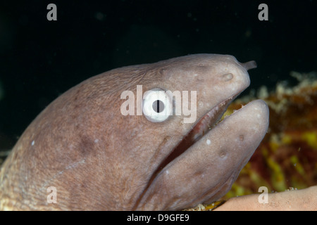 White eyed Moray Eel - Siderea thyrsoidea, Borneo, Malaysia Stock Photo