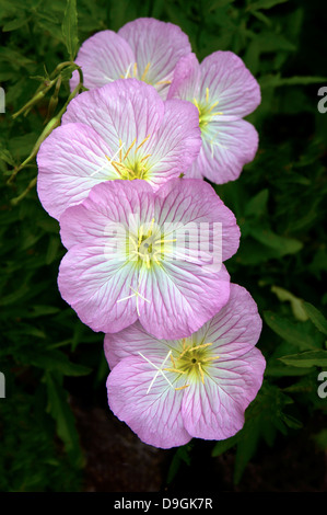 Pink evening primrose flowers Stock Photo
