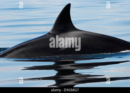 very good example for the so-called Transient killer whale (the marine mammal eating type) with its stout and pointy dorsal fin Stock Photo