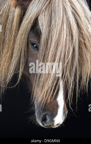 Portrait of Icelandic Horse, Iceland Stock Photo