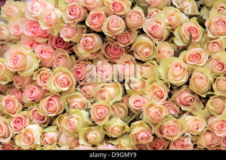 Big bunch of cut light pink roses in a flower shop in the center of Copenhagen, Denmark Stock Photo