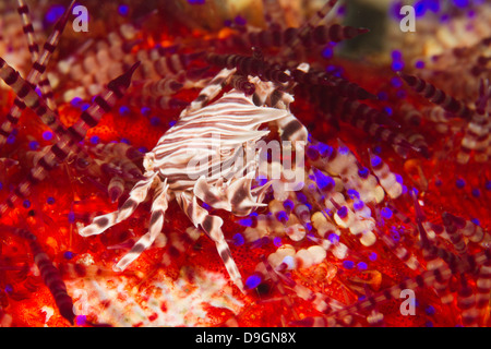 Zebra crab - zebrida adamsii on fire urchin, Ambon, Indonesia Stock Photo