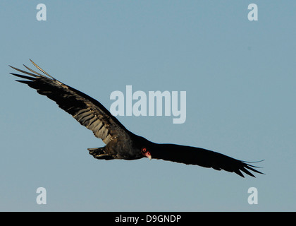 Turkey Vulture over San Juan Island Stock Photo