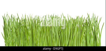 Green grass isolated on white background Stock Photo