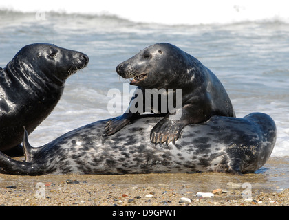 Grey seals on the island of Helgoland, Germany Stock Photo