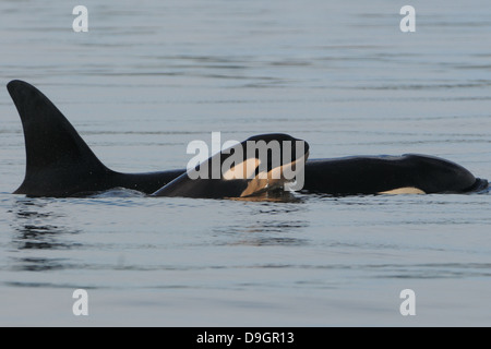 a killer whale calf surfaces next to its mother Stock Photo