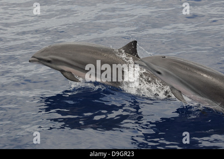 Fraser's Dolphins in the Maldives Stock Photo