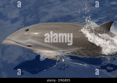 Fraser's Dolphin in the Maldives Stock Photo