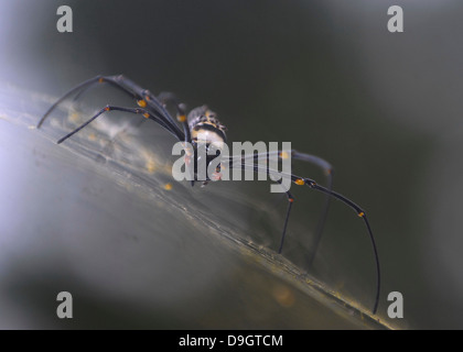 Golden Orb Spider in Hiyare Forest Reserve, Sri Lanka Stock Photo