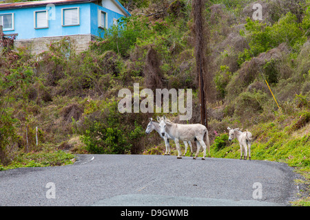 Wild donkeys on the caribbean island of St John in the US Virgin