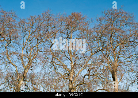 leafless Platanus trees in Kensington Gardens in London, England Stock Photo