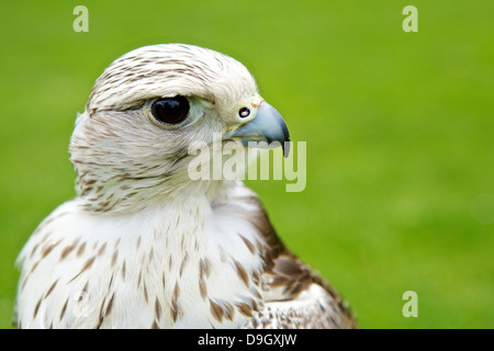 Порно фото попки