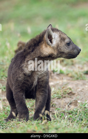 Hyena cub close-up, Masai Mara, Kenya Stock Photo