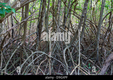 Mangroves on the Caribbean Island of St John in the US Virgin Islands Stock Photo