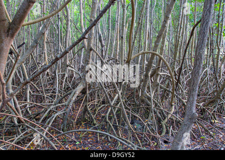 Mangroves on the Caribbean Island of St John in the US Virgin Islands Stock Photo