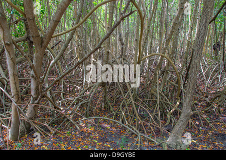 Mangroves on the Caribbean Island of St John in the US Virgin Islands Stock Photo