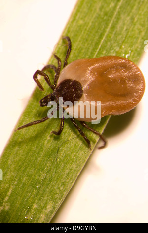 vollgesogene Zecke auf Grashalm: Gemeiner Holzbock;  bloated castor bean tick on a blade of grass Stock Photo