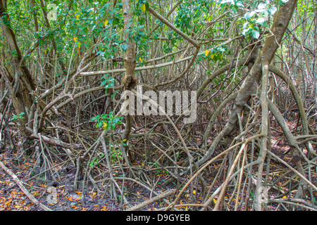 Mangroves on the Caribbean Island of St John in the US Virgin Islands Stock Photo