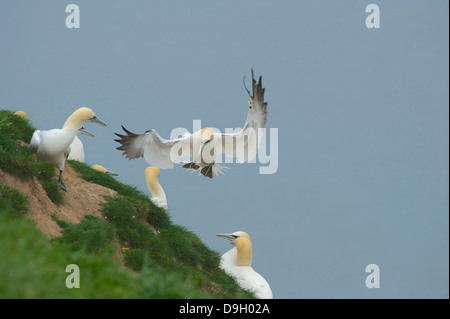 A northern gannet (Morus bassanus; Sula bassana) landing amongst other members of its colony on a grassy cliff top. Stock Photo