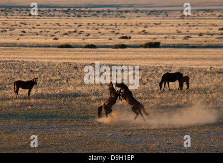 Fighting Wild Namibian Stallions, Equus ferus caballus, at the Garub Waterhole at Aus, Namibia, Africa Stock Photo