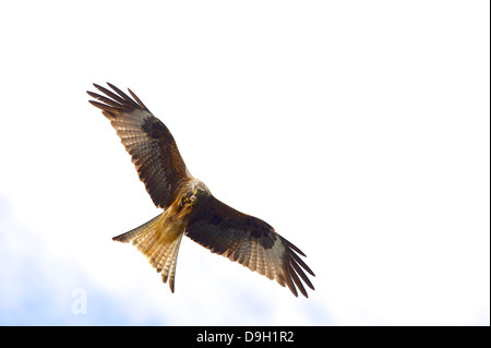 A Red Kite (Milvus milvus) a raptor feeds on the wing by passing a piece of carrion up to its beak from its talons. Stock Photo