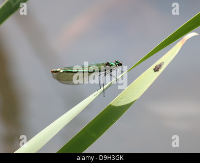 Close-up macro image of a female Banded Demoiselle (Calopteryx splendens) with wings closed Stock Photo
