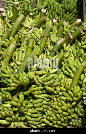 Asia, India, Karnataka, Mysore, Devaraja Market, Banana Tree on the market Stock Photo