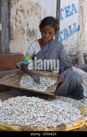 Asia, India, Karnataka, Mysore, Devaraja Market, Indian woman sorts garlic at the market  Alliaceae Allium sativum garlic,fresh, Stock Photo