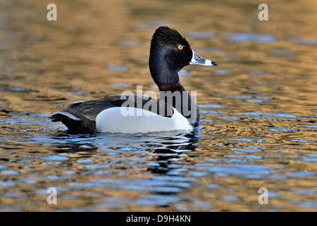 A wild ring-necked duck swimming in a pond of sun lit colorful water Stock Photo