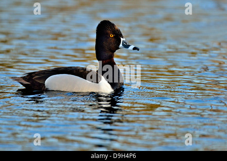 An adult male ring-necked duck swimming in a pond of sun lit colorful blue water. Stock Photo