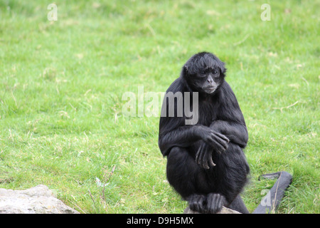 Black monkey sits on a rock. Stock Photo