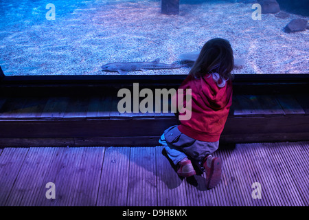 Interior of SeaLife aquarium Scheveningen The Haag Holland Stock Photo