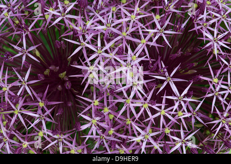 Allium Christophii flower. Star of Persia Stock Photo