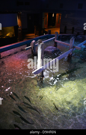 Interior of SeaLife aquarium Scheveningen The Haag Holland Stock Photo