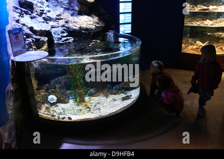 Interior of SeaLife aquarium Scheveningen The Haag Holland Stock Photo