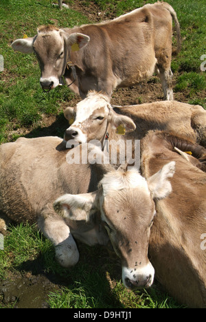 Group of Cows on the Swiss alps Stock Photo - Alamy