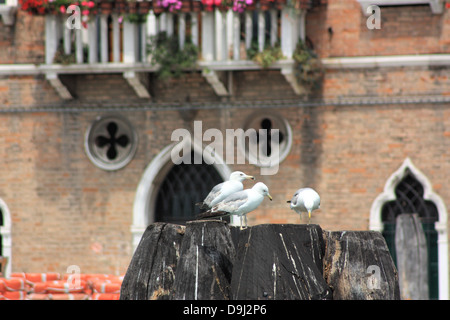Sea gulls sitting on mooring poles in Venice Stock Photo