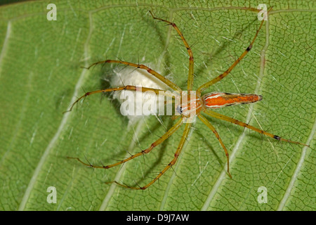 A Lynx Spider guarding its nest filled with eggs. Stock Photo