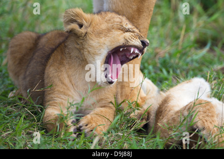 Lion cub yawning close-up, Masai Mara, Kenya Stock Photo