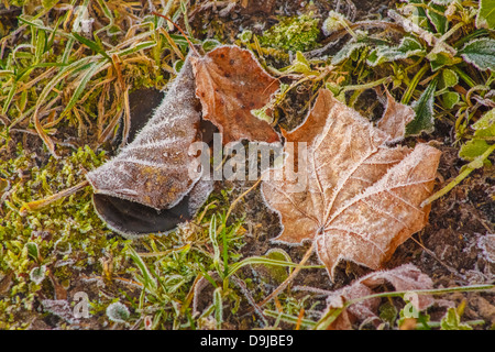 Frost Covered Maple Leaf on a Grassy Background Stock Photo