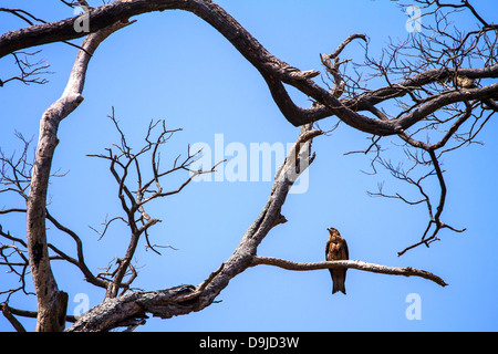 Eagle resting on the branch of the dead tree Stock Photo