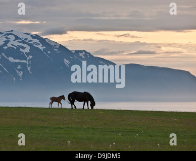 Icelandic Horses under the midnight sun, Iceland. Stock Photo