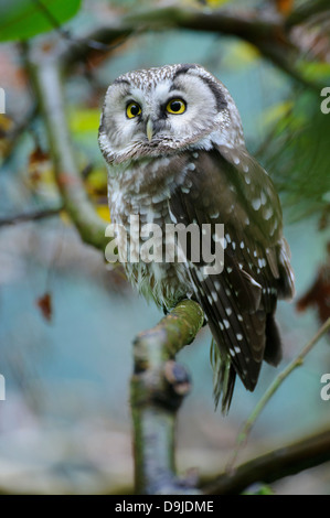 Aegolius funereus, Boreal Owl, Raufußkauz, Tengmalm's Owl Stock Photo