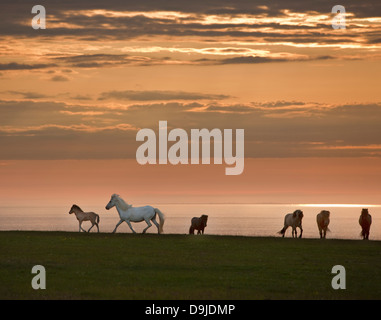 Icelandic Horses under the midnight sun, Iceland. Stock Photo