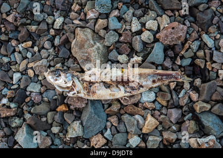 Dead herring washed ashore.  Herring died due to lack of oxygen in the fjord. Kolgrafarfjordur, Snaefellsnes Peninsula, Iceland Stock Photo