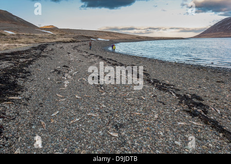 Dead herring washed ashore.  Herring died due to lack of oxygen in the fjord. Kolgrafarfjordur, Snaefellsnes Peninsula, Iceland Stock Photo