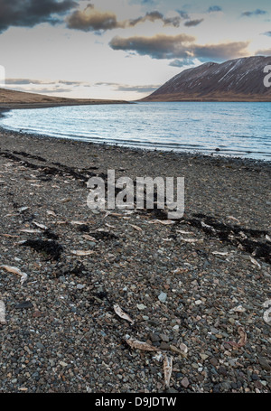 Dead herring washed ashore.  Herring died due to lack of oxygen in the fjord. Kolgrafarfjordur, Snaefellsnes Peninsula, Iceland Stock Photo