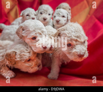Lagotto Romagnolo puppies Stock Photo