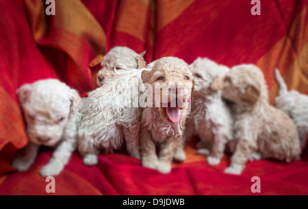 Lagotto Romagnolo puppies Stock Photo