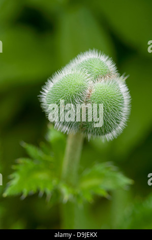 Red Poppy Flower Bud.  SCO 9144 Stock Photo